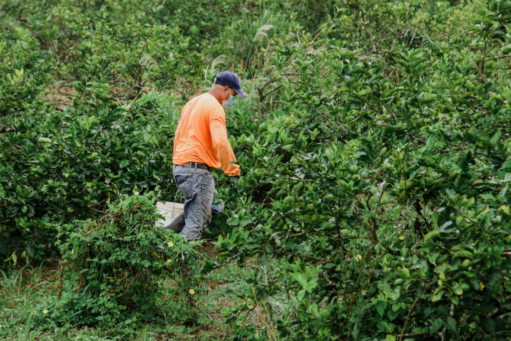 agricultor recoge limas en una paila mientras camina entre los árboles