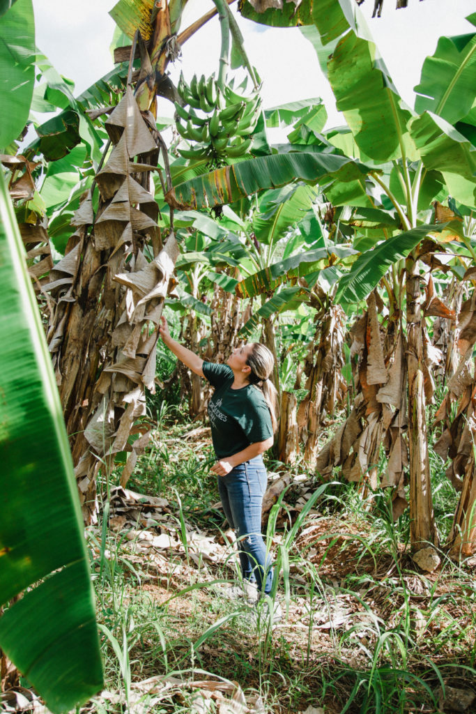 Finca Dasaly también cultiva plátanos, calabaza y yautía. Aquí Natalia examina plantas de plátano en el platanar