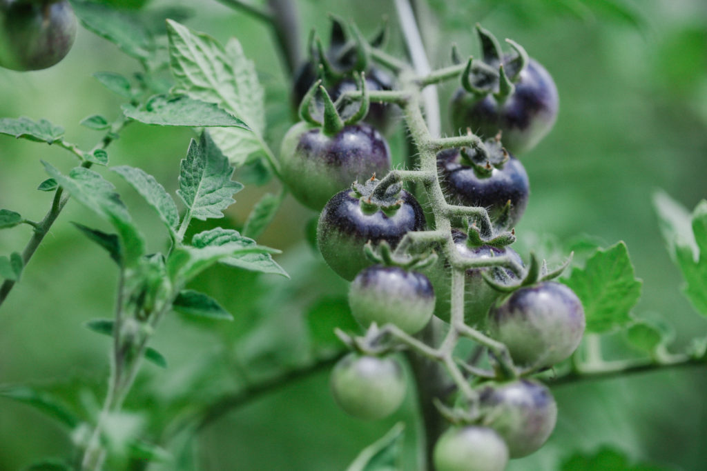 tomates heirloom con tonos violeta creciendo en la planta