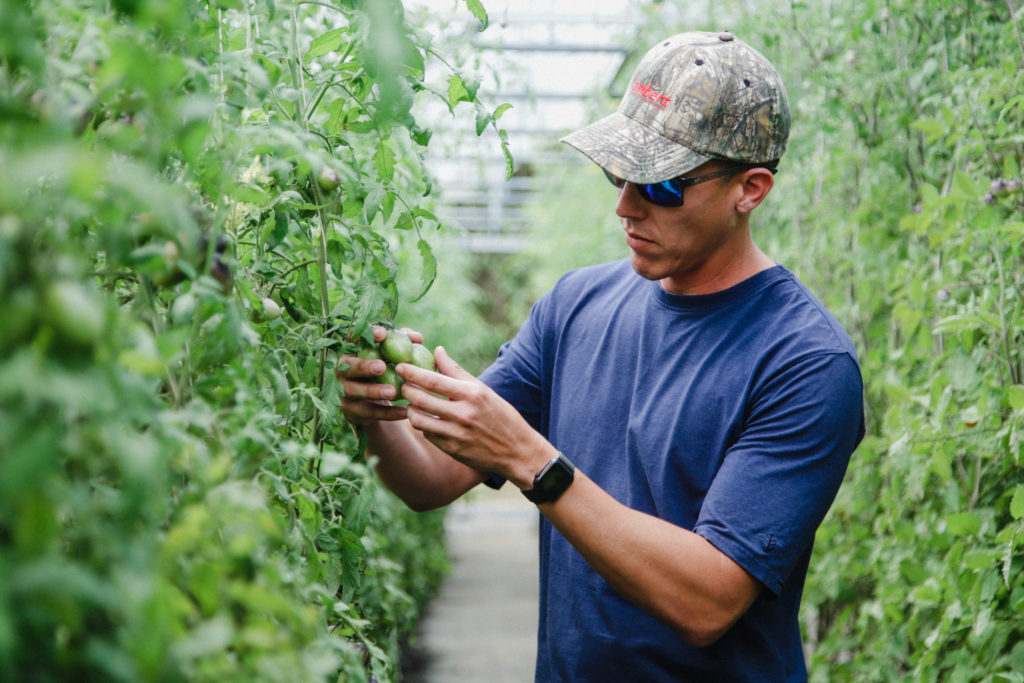agricultor examina las plantas de tomate dentro de su vivero