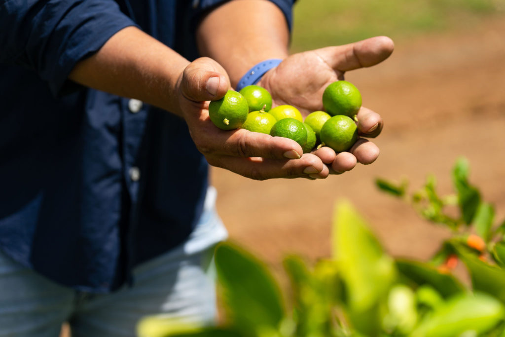 El jugoso limón criollo del país que cultiva Cordex Agro.