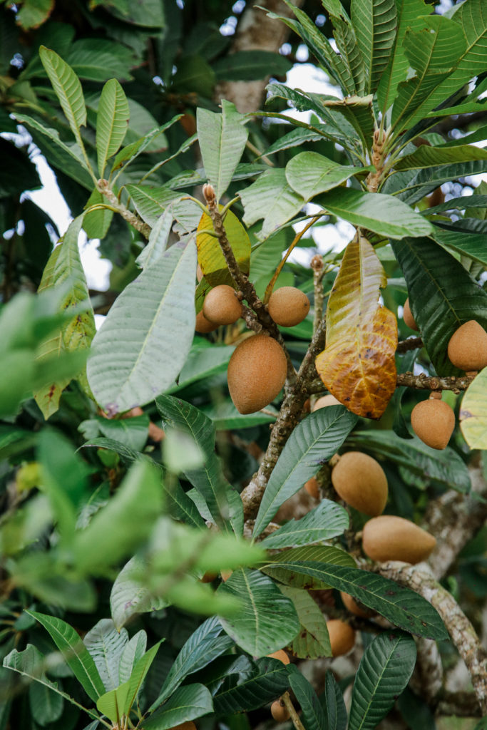 Múltiples frutos de mamey en el árbol