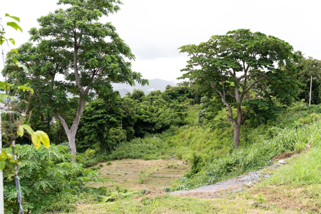  Vista de la finca de Windmar, ubicada en Guaynabo.