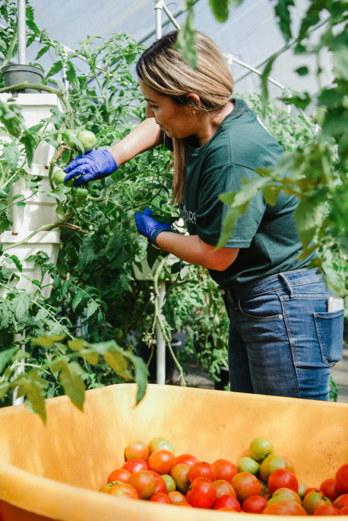 Natalia cosecha tomates hidropónicos dentro del invernadero y recoge en carretilla
