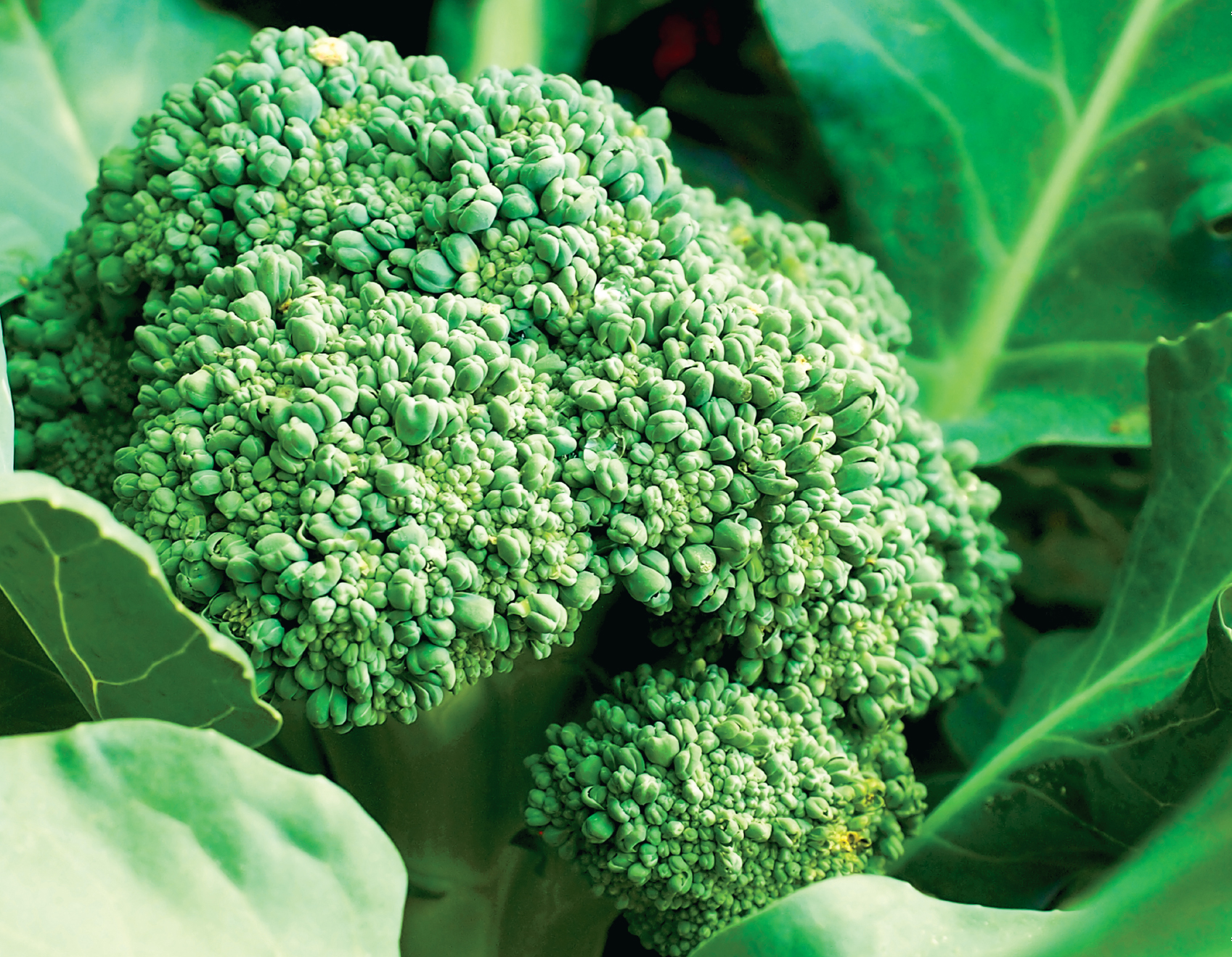 Pesto de brócoli