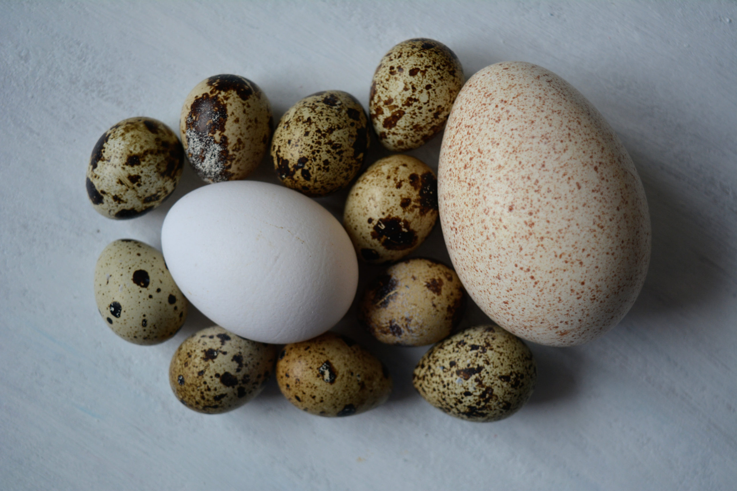 ¿Quién vino primero el huevo o la gallina?