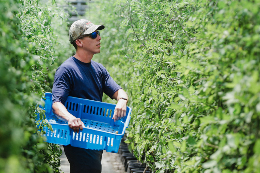 Ramon cosecha tomates dentro de su invernadero con canasta azul en sus manos