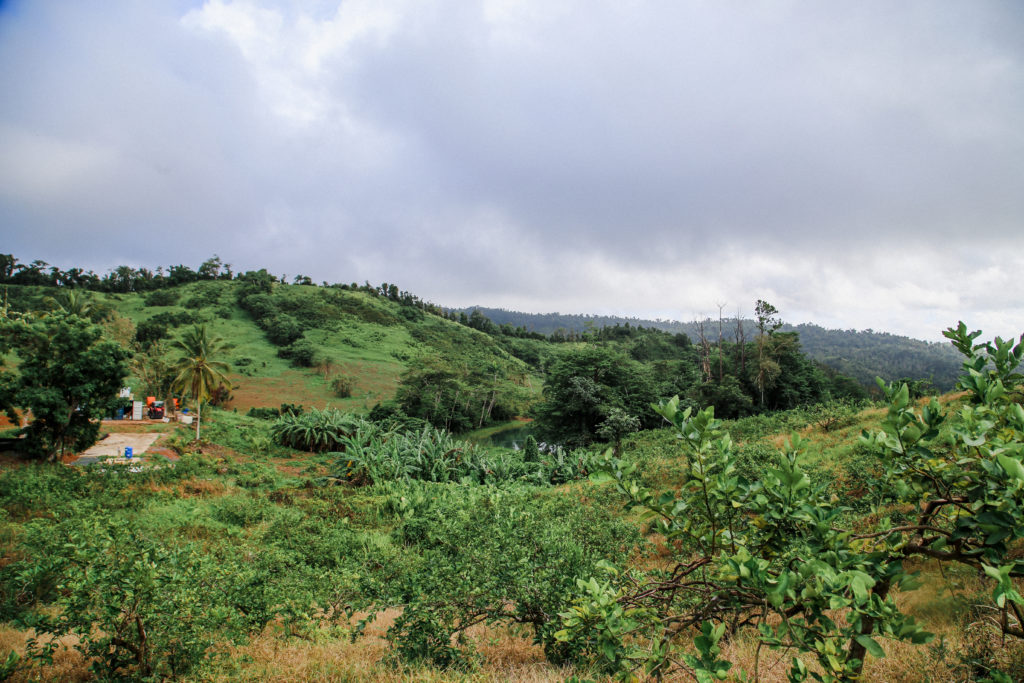Vista de la finca de Agrotech con sus plantaciones de árboles de lima
