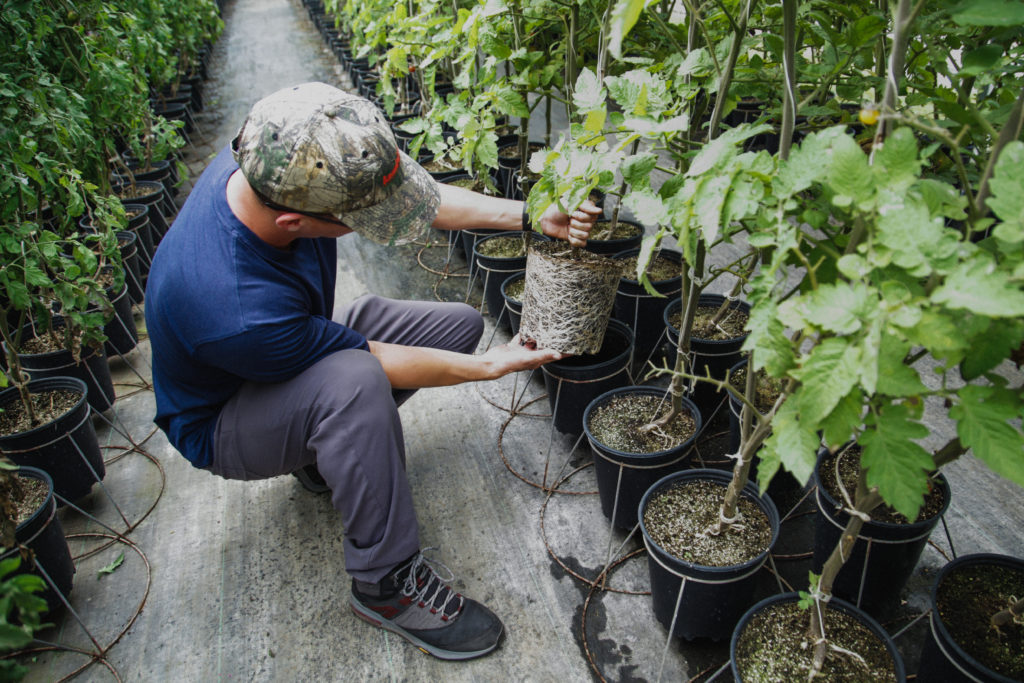 El agricultor examina las raíces de una planta de tomate dentro de su invernadero