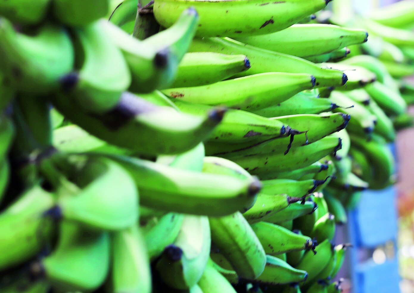 Primera Hora: Surgen nuevos productos para rescatar los plátanos afectados por la tormenta Isaías