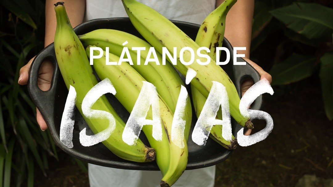La Perla del Sur: Lanzan iniciativa para salvar los Plátanos de Isaías